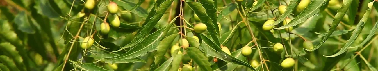 neem tree