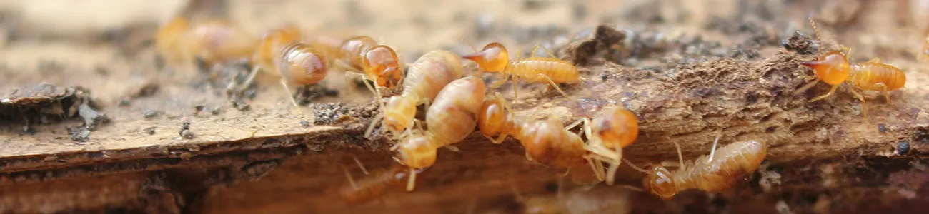 anti termite treatment